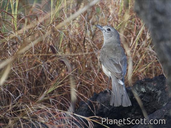 Gray Shrike-thrush (Colluricincla harmonica)