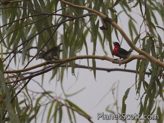 Mistletoebird (Dicaeum hirundinaceum)