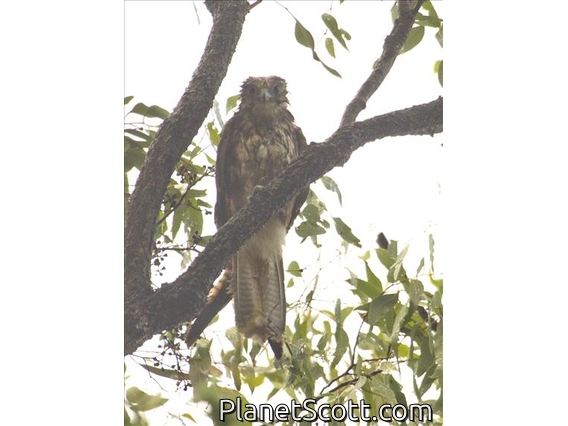 Brown Falcon (Falco berigora)