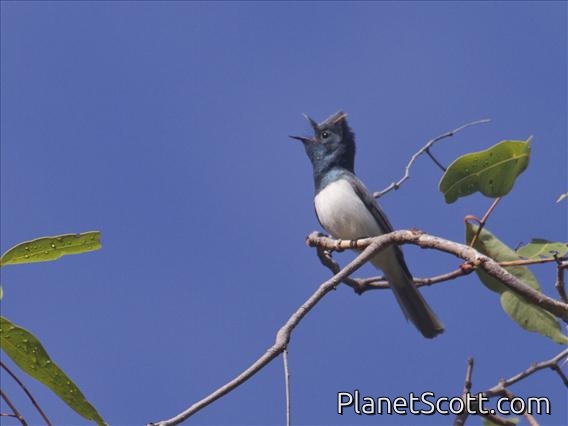 Leaden Flycatcher (Myiagra rubecula) - Male