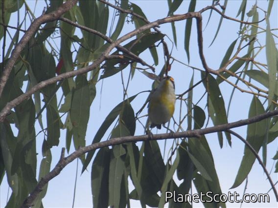 Striated Pardalote (Pardalotus striatus)