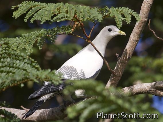 Torresian Imperial-Pigeon (Ducula spilorrhoa)