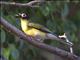 Australasian Figbird (Sphecotheres vielilloti)