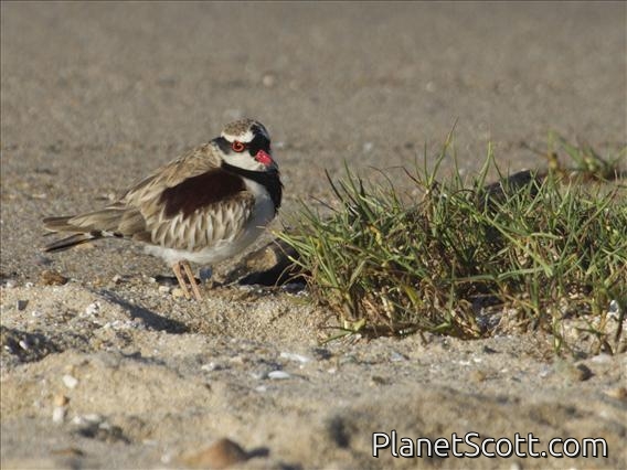 Black-fronted Dotterel (Elseyornis melanops)
