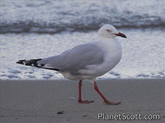 Silver Gull (Chroicocephalus novaehollandiae)