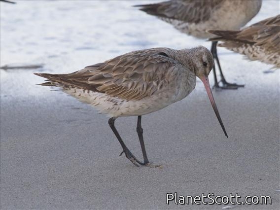 Bar-tailed Godwit (Limosa lapponica)