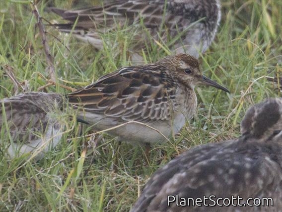 Sharp-tailed Sandpiper (Calidris acuminata)