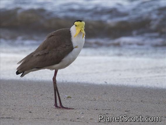 Masked Lapwing (Vanellus miles)