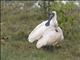 Royal Spoonbill (Platalea regia)