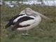 Australian Pelican (Pelecanus conspicillatus)