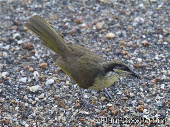 Varied Honeyeater (Gavicalis versicolor)