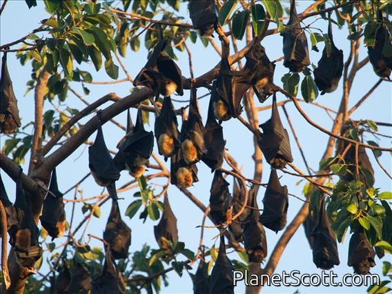 Spectacled Flying Fox (Pteropus conspicillatus)