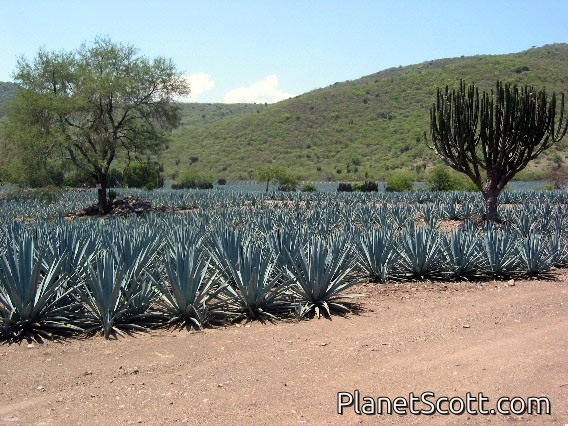 Blue Agave - Jalisco, Mexico