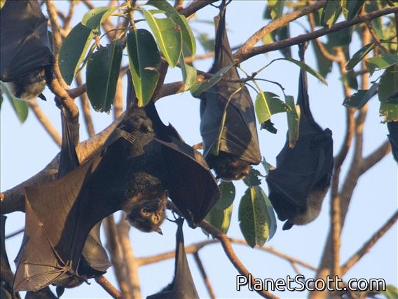 Spectacled Flying Fox (Pteropus conspicillatus)