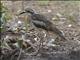 Bush Thick-knee (Burhinus grallarius)
