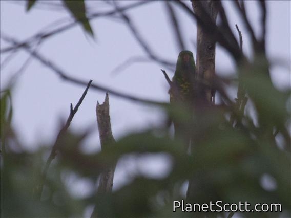 Scaly-breasted Lorikeet (Trichoglossus chlorolepidotus)