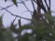 Scaly-breasted Lorikeet (Trichoglossus chlorolepidotus)
