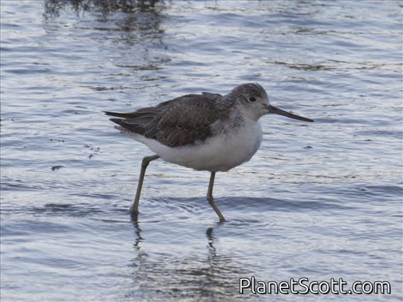 Common Greenshank (Tringa nebularia)