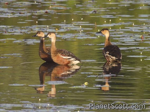 Wandering Whistling-Duck (Dendrocygna arcuata)