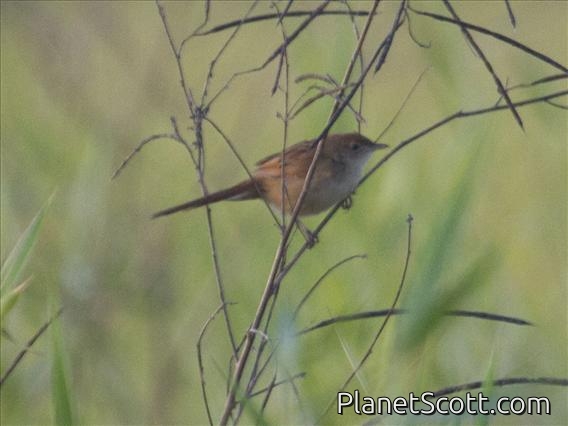 Tawny Grassbird (Megalurus timoriensis)