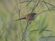 Tawny Grassbird (Megalurus timoriensis)