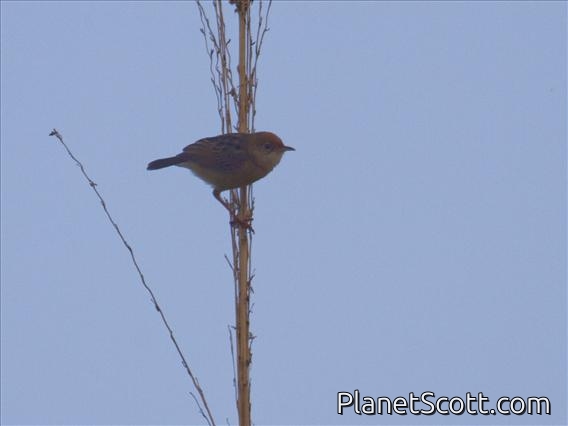 Golden-headed Cisticola (Cisticola exilis)