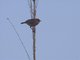 Golden-headed Cisticola (Cisticola exilis)