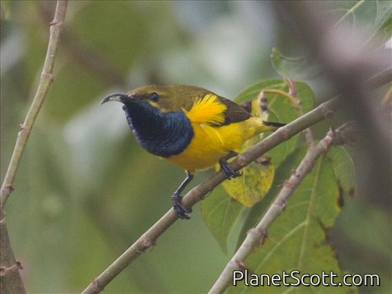 Sahul Sunbird (Cinnyris frenatus)