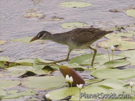 White-browed Crake (Amaurornis cinerea)