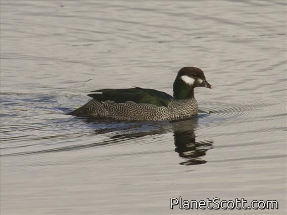 Green Pygmy-goose (Nettapus pulchellus)