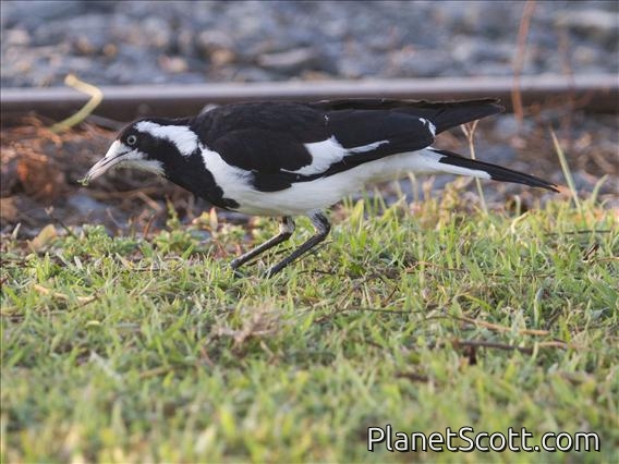 Magpie-lark (Grallina cyanoleuca)