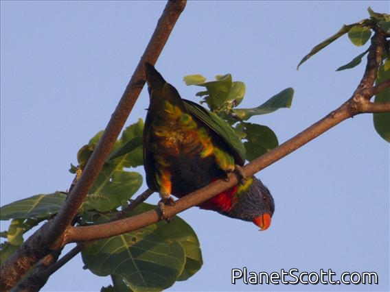 Rainbow Lorikeet (Trichoglossus haematodus)