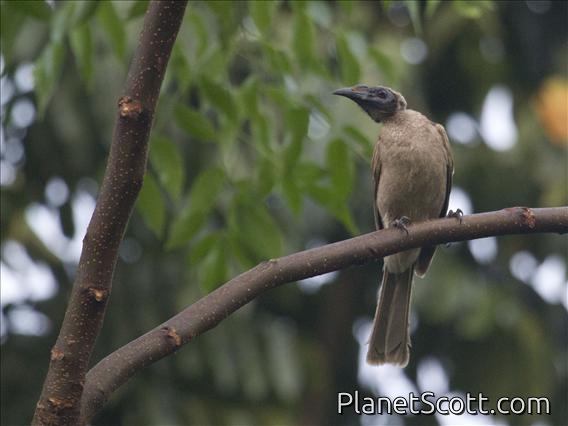 Helmeted Friarbird (Philemon buceroides)