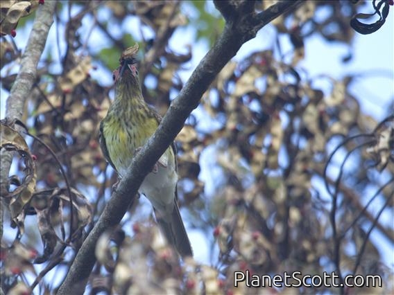 Australasian Figbird (Sphecotheres vieilloti)