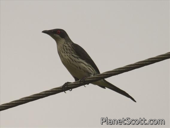 Metallic Starling (Aplonis metallica) - Immature