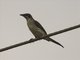 Metallic Starling (Aplonis metallica) - Immature