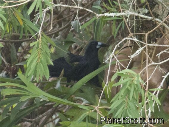 Black Butcherbird (Cracticus quoyi)