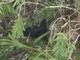 Black Butcherbird (Cracticus quoyi)