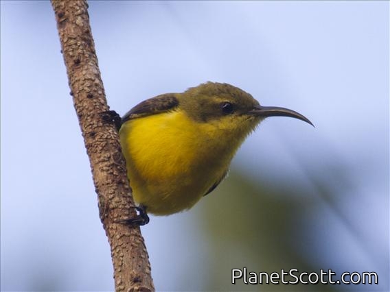 Sahul Sunbird (Cinnyris frenatus) - Female