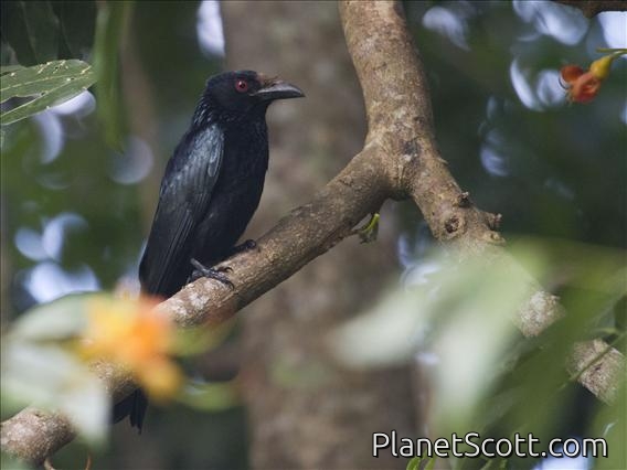 Spangled Drongo (Dicrurus bracteatus)