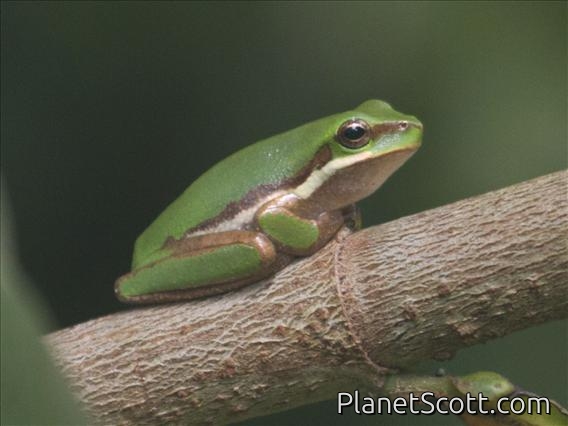 Eastern Dwarf Tree Frog (Litoria allax)