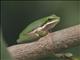 Eastern Dwarf Tree Frog (Litoria allax)