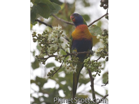 Rainbow Lorikeet (Trichoglossus haematodus)
