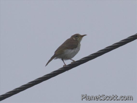 Brown-backed Honeyeater (Ramsayornis modestus)