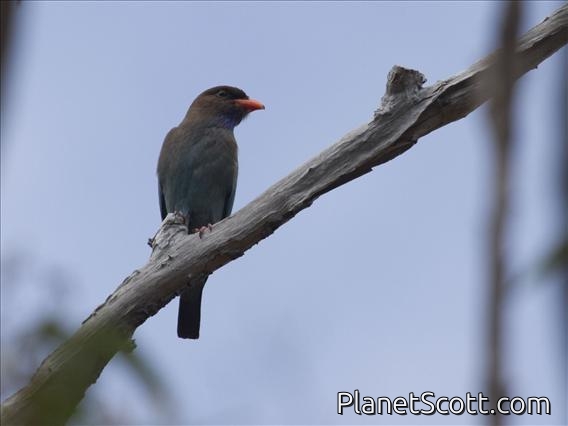 Dollarbird (Eurystomus orientalis)