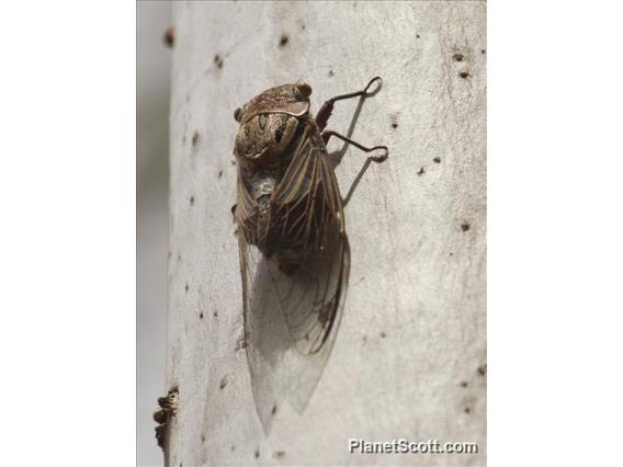 Deafening Cicada