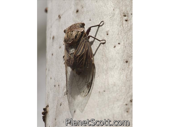 Eastern Double Drummer (Thopha saccata)