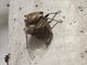 Eastern Double Drummer (Thopha saccata)
