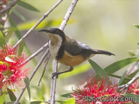 Eastern Spinebill (Acanthorhynchus tenuirostris)