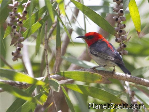 Scarlet Myzomela (Myzomela sanguinolenta)